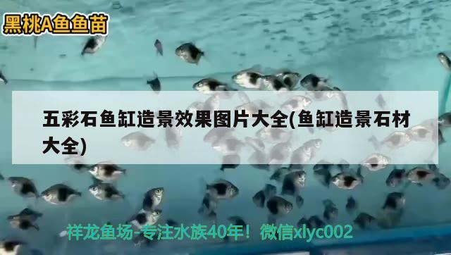 五彩石魚缸造景效果圖片大全(魚缸造景石材大全) BD魟魚