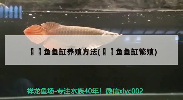 鳑鲏魚魚缸養(yǎng)殖方法(鳑鲏魚魚缸繁殖) 電鰻