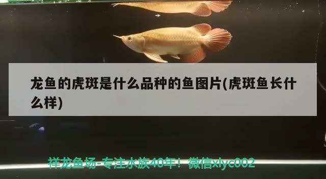 龍魚(yú)的虎斑是什么品種的魚(yú)圖片(虎斑魚(yú)長(zhǎng)什么樣) 龍魚(yú)批發(fā)