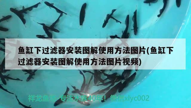 魚(yú)缸下過(guò)濾器安裝圖解使用方法圖片(魚(yú)缸下過(guò)濾器安裝圖解使用方法圖片視頻)