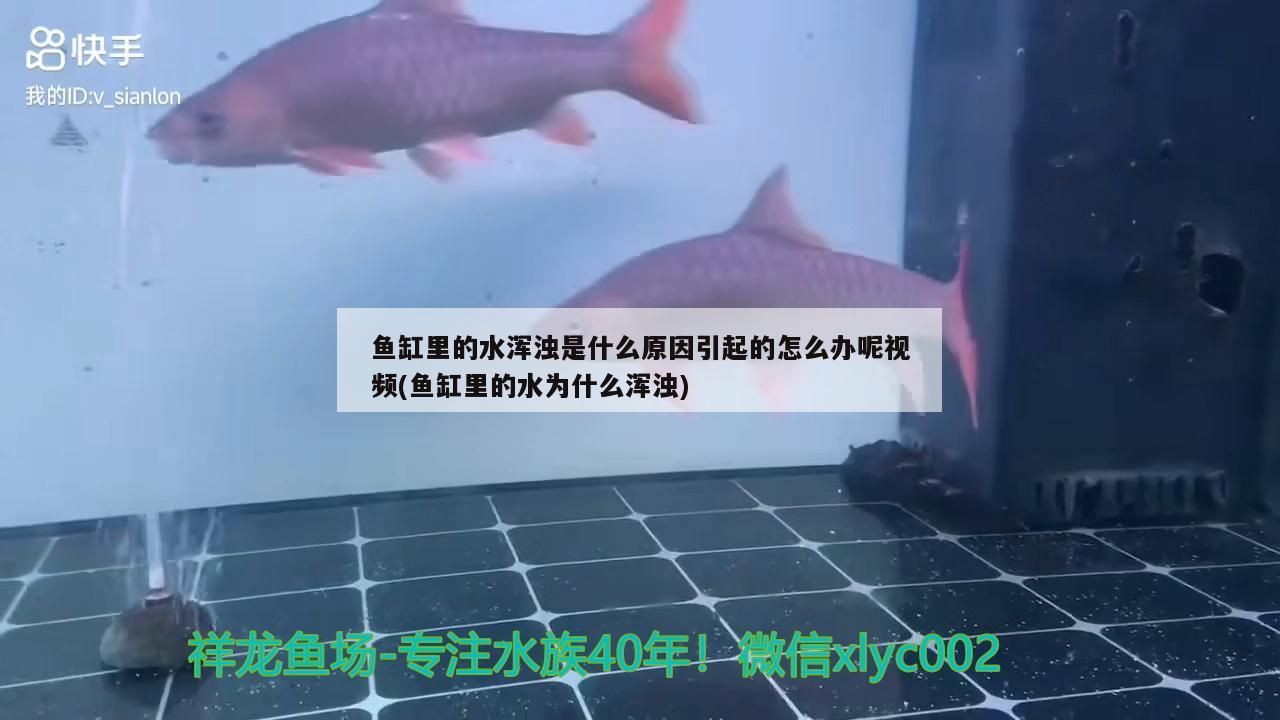 魚缸里的水渾濁是什么原因引起的怎么辦呢視頻(魚缸里的水為什么渾濁)