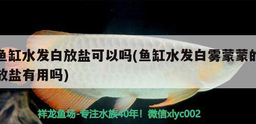 魚缸水發(fā)白放鹽可以嗎(魚缸水發(fā)白霧蒙蒙的放鹽有用嗎) 祥龍傳奇品牌魚缸