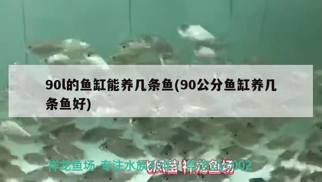 90l的魚缸能養(yǎng)幾條魚(90公分魚缸養(yǎng)幾條魚好) BD魟魚