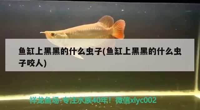 魚缸上黑黑的什么蟲子(魚缸上黑黑的什么蟲子咬人) 玫瑰銀版魚