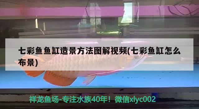 七彩魚魚缸造景方法圖解視頻(七彩魚缸怎么布景) 其它水族用具設(shè)備