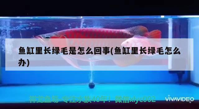 魚缸里長綠毛是怎么回事(魚缸里長綠毛怎么辦) 白化火箭魚 第1張