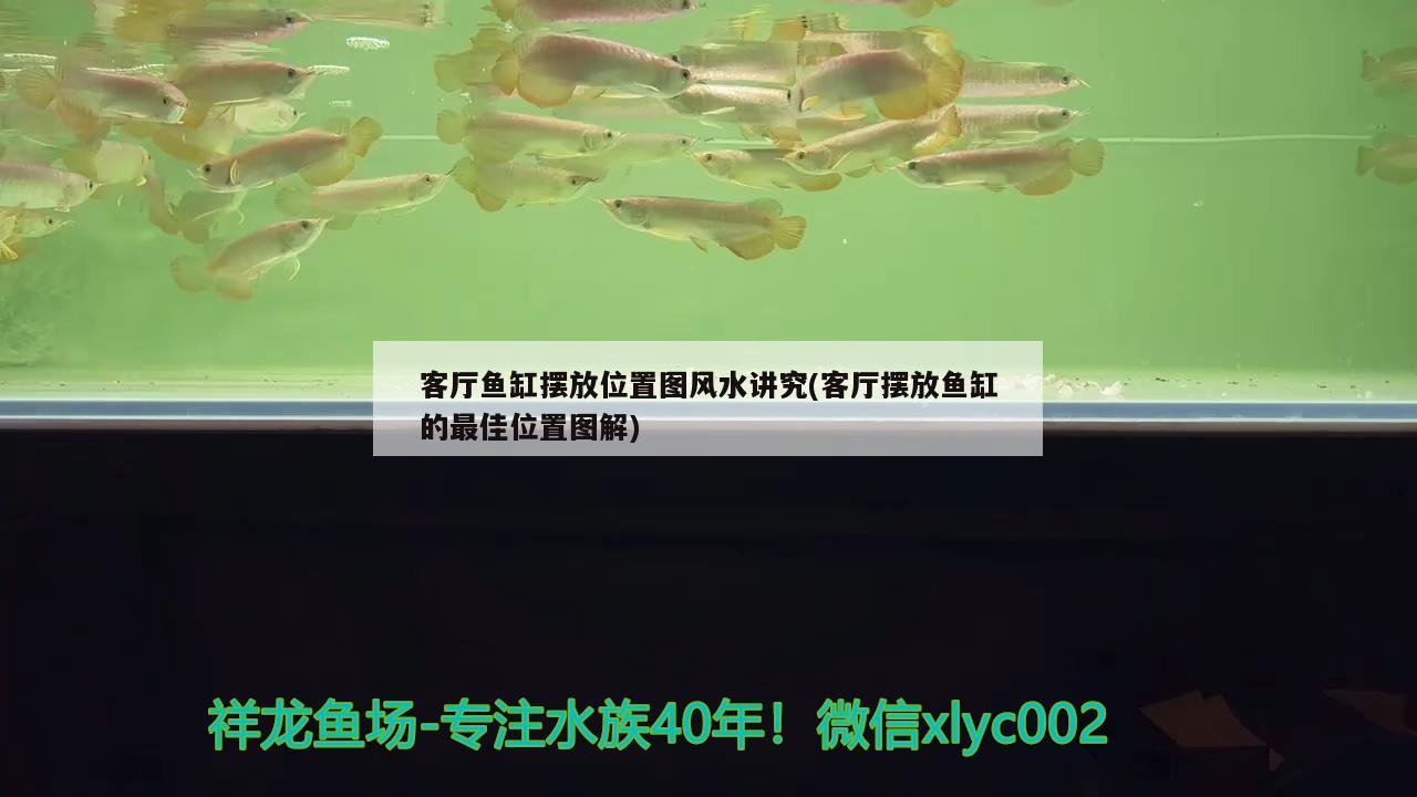 客廳魚缸擺放位置圖風(fēng)水講究(客廳擺放魚缸的最佳位置圖解) 魚缸風(fēng)水