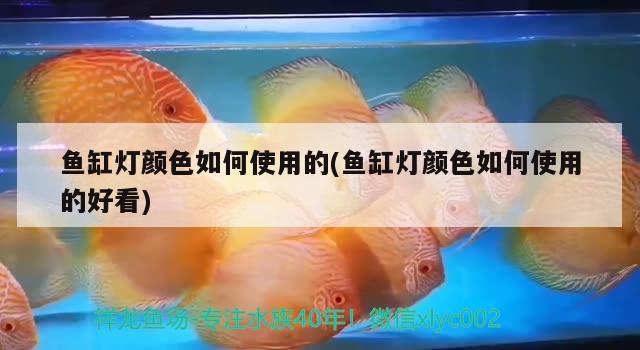 魚缸燈顏色如何使用的(魚缸燈顏色如何使用的好看)