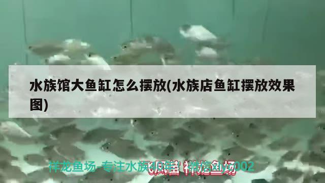 水族館大魚缸怎么擺放(水族店魚缸擺放效果圖) 金頭過背金龍魚