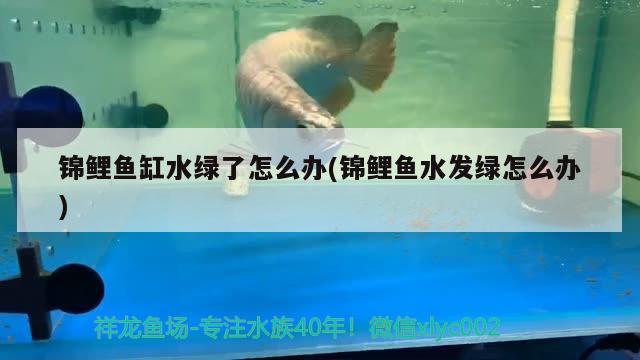 錦鯉魚缸水綠了怎么辦(錦鯉魚水發(fā)綠怎么辦)