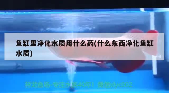 魚缸里凈化水質(zhì)用什么藥(什么東西凈化魚缸水質(zhì))