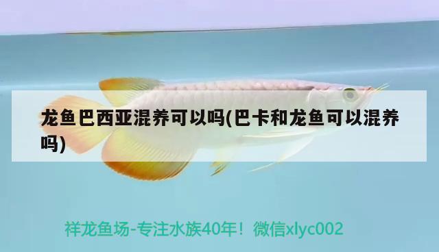 龍魚巴西亞混養(yǎng)可以嗎(巴卡和龍魚可以混養(yǎng)嗎)