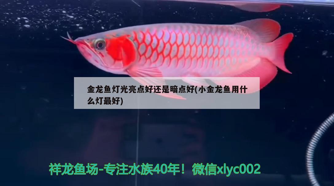 金龍魚燈光亮點(diǎn)好還是暗點(diǎn)好(小金龍魚用什么燈最好)