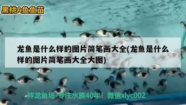 龍魚是什么樣的圖片簡筆畫大全(龍魚是什么樣的圖片簡筆畫大全大圖)