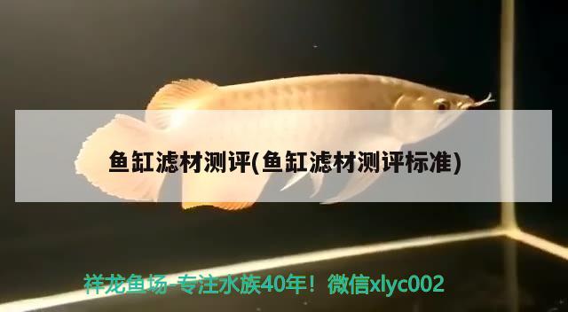 魚缸濾材測評(魚缸濾材測評標(biāo)準(zhǔn)) 白子紅龍魚