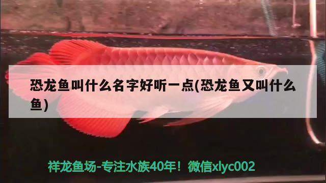 恐龍魚叫什么名字好聽一點(diǎn)(恐龍魚又叫什么魚)