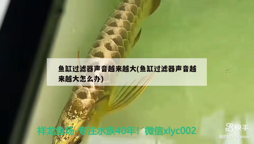 魚(yú)缸過(guò)濾器聲音越來(lái)越大(魚(yú)缸過(guò)濾器聲音越來(lái)越大怎么辦) 肺魚(yú)