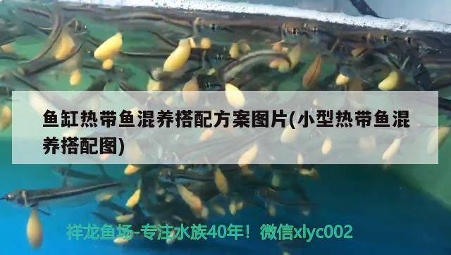 魚(yú)缸熱帶魚(yú)混養(yǎng)搭配方案圖片(小型熱帶魚(yú)混養(yǎng)搭配圖) 夢(mèng)幻雷龍魚(yú)