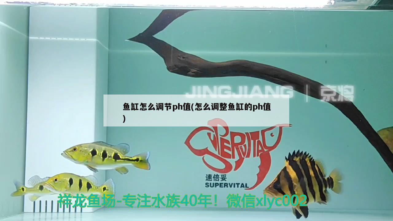 魚缸怎么調(diào)節(jié)ph值(怎么調(diào)整魚缸的ph值)