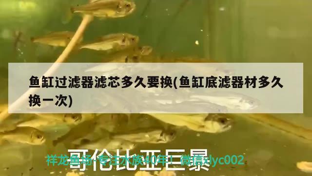 魚缸過濾器濾芯多久要換(魚缸底濾器材多久換一次)