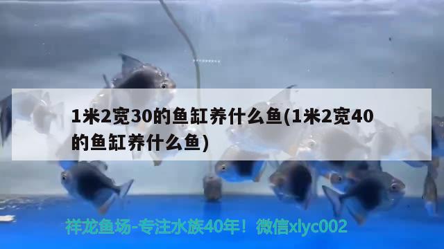 1米2寬30的魚缸養(yǎng)什么魚(1米2寬40的魚缸養(yǎng)什么魚) 殺菌消毒設(shè)備