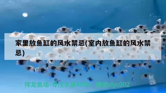 家里放魚缸的風(fēng)水禁忌(室內(nèi)放魚缸的風(fēng)水禁忌) 魚缸風(fēng)水