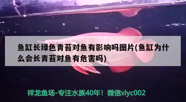 魚缸長綠色青苔對魚有影響嗎圖片(魚缸為什么會長青苔對魚有危害嗎)