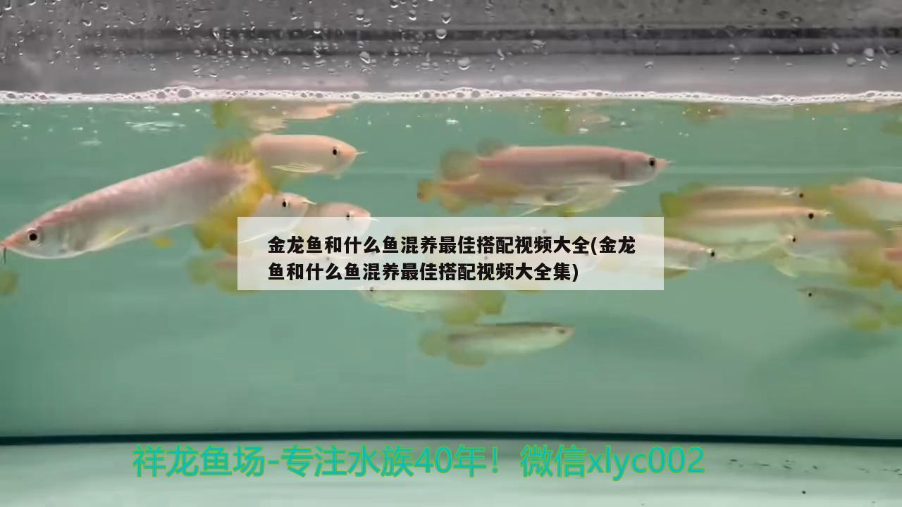 金龍魚和什么魚混養(yǎng)最佳搭配視頻大全(金龍魚和什么魚混養(yǎng)最佳搭配視頻大全集) 水族世界