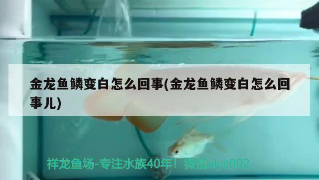 金龍魚鱗變白怎么回事(金龍魚鱗變白怎么回事兒)