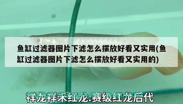 魚缸過濾器圖片下濾怎么擺放好看又實用(魚缸過濾器圖片下濾怎么擺放好看又實用的) 狗頭魚