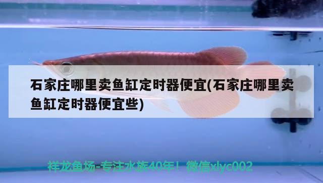 石家莊哪里賣魚缸定時(shí)器便宜(石家莊哪里賣魚缸定時(shí)器便宜些) 定時(shí)器/自控系統(tǒng)