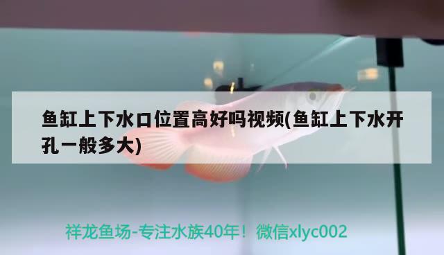 魚缸上下水口位置高好嗎視頻(魚缸上下水開孔一般多大) 白子銀版魚苗