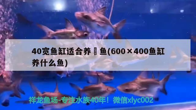 40寬魚缸適合養(yǎng)魟魚(600×400魚缸養(yǎng)什么魚) 祥禾Super Red紅龍魚