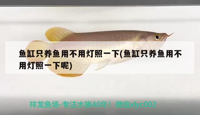 魚缸只養(yǎng)魚用不用燈照一下(魚缸只養(yǎng)魚用不用燈照一下呢) 水族燈（魚缸燈）