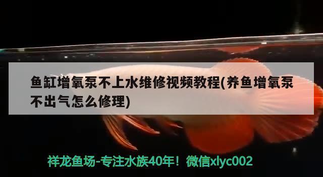 魚缸增氧泵不上水維修視頻教程(養(yǎng)魚增氧泵不出氣怎么修理) 觀賞魚百科