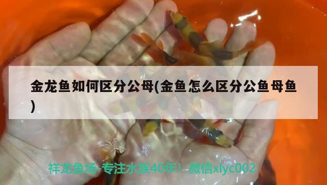 金龍魚如何區(qū)分公母(金魚怎么區(qū)分公魚母魚) 印尼虎苗