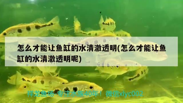 怎么才能讓魚缸的水清澈透明(怎么才能讓魚缸的水清澈透明呢) 蝴蝶鯉魚苗