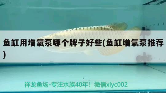 魚(yú)缸用增氧泵哪個(gè)牌子好些(魚(yú)缸增氧泵推薦) 皇冠黑白魟魚(yú)