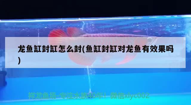 龍魚缸封缸怎么封(魚缸封缸對(duì)龍魚有效果嗎) 皇冠黑白魟魚