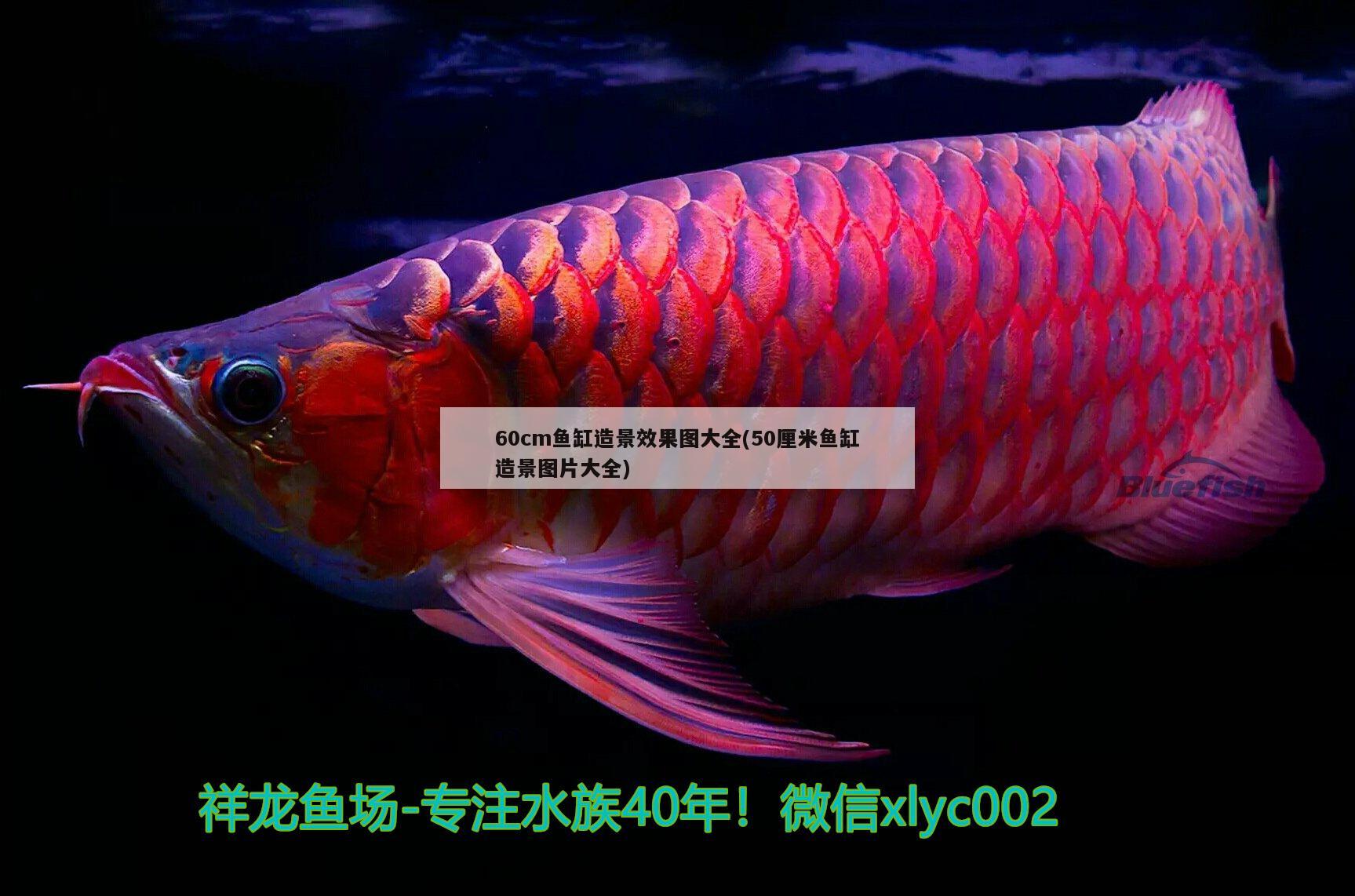 60cm魚缸造景效果圖大全(50厘米魚缸造景圖片大全)