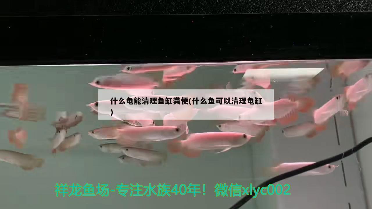 什么龜能清理魚(yú)缸糞便(什么魚(yú)可以清理龜缸) 烏龜