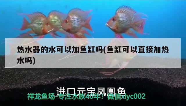 熱水器的水可以加魚缸嗎(魚缸可以直接加熱水嗎) 噴點菠蘿魚