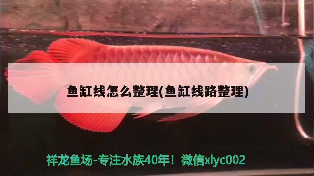 魚(yú)缸線(xiàn)怎么整理(魚(yú)缸線(xiàn)路整理)