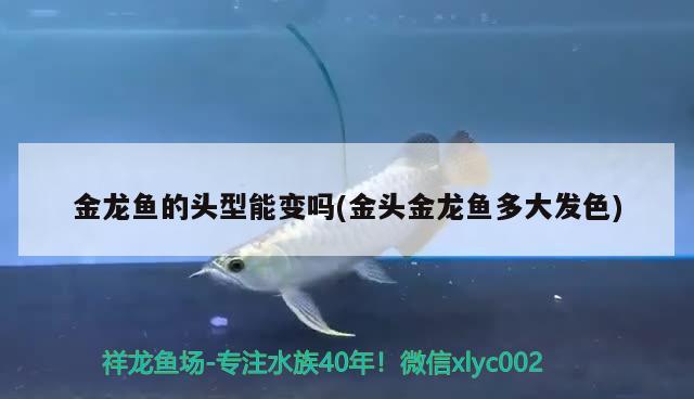 金龍魚的頭型能變嗎(金頭金龍魚多大發(fā)色)