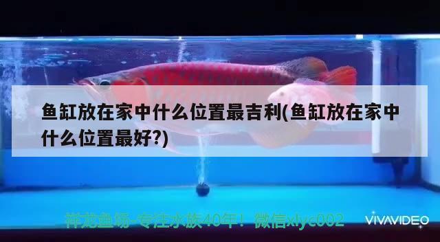 魚缸放在家中什么位置最吉利(魚缸放在家中什么位置最好?) 殺菌消毒設(shè)備