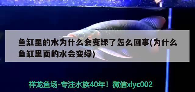 魚缸里的水為什么會(huì)變綠了怎么回事(為什么魚缸里面的水會(huì)變綠) 藍(lán)帆三間魚