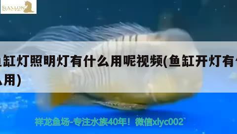 魚缸燈照明燈有什么用呢視頻(魚缸開燈有什么用)