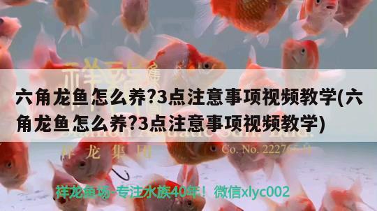 六角龍魚(yú)怎么養(yǎng)?3點(diǎn)注意事項(xiàng)視頻教學(xué)(六角龍魚(yú)怎么養(yǎng)?3點(diǎn)注意事項(xiàng)視頻教學(xué)) 水族世界