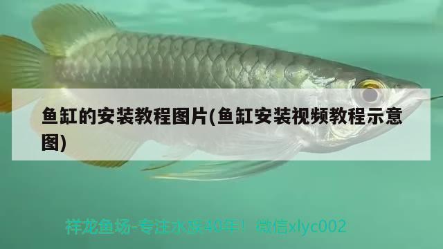 魚缸的安裝教程圖片(魚缸安裝視頻教程示意圖) 魟魚百科