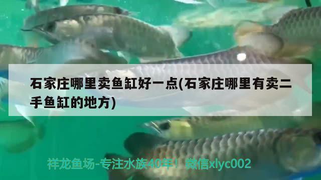 石家莊哪里賣魚缸好一點(石家莊哪里有賣二手魚缸的地方) 紅勾銀版魚